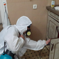 Дезинфекция от муравьев в квартире в Дальнегорске